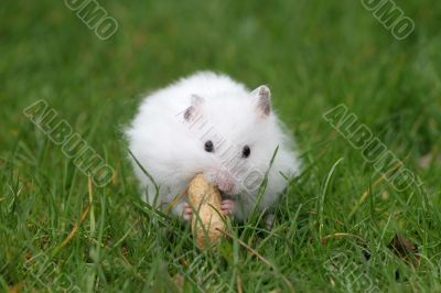 Snacking on a peanut