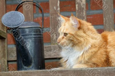 Beautiful red cat outdoors in the garden