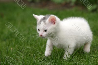 Little kitten carefully taking first steps