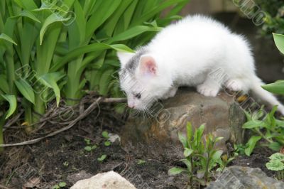 Tiny white kitten looking around Tiny white kitten looking around