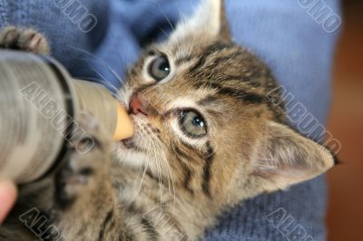 Hungry little kitten