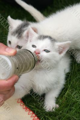 Small kitten being fed by bottle