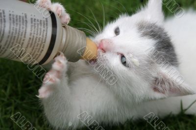 Kitten being fed with bottle