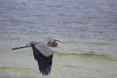 Blue Heron