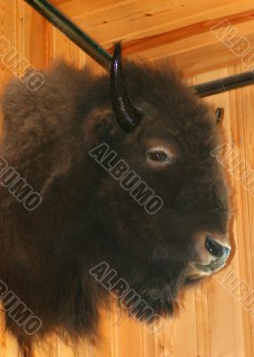 Buffalo Head Trophy