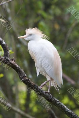 Cattle Egret