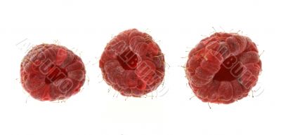 three raspberries on white