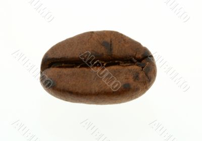 coffee bean - real macro