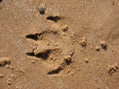 print of the paw print of the paw