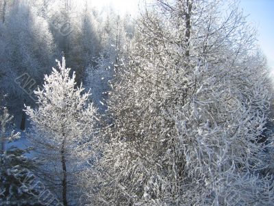 Winter forest