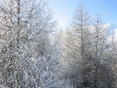 Winter forest