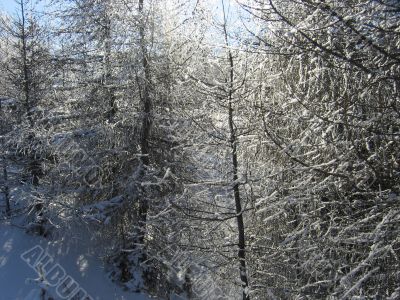 Winter forest