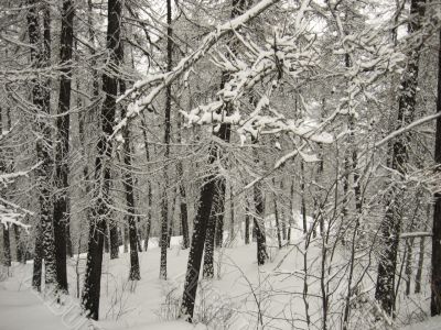Winter forest
