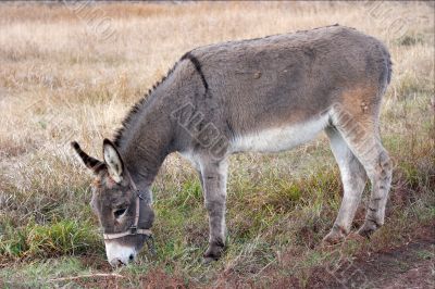 Donkey Donkey