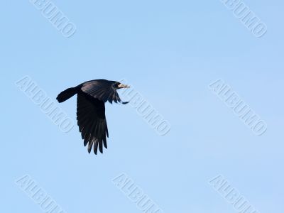 Flying crow