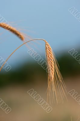 Wheat closeup