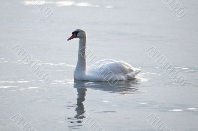 Swimming Swan Swimming Swan