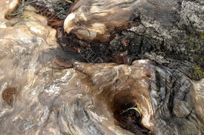 Fragment of the tree