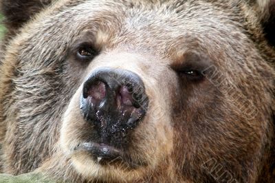 Snout of the beast 1