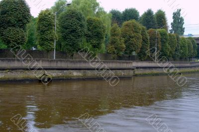 Rain. Embankment of Pregolya river 3