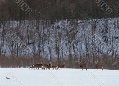 Deer in Snow Forest