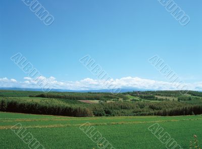 Grass Plains with Mountains