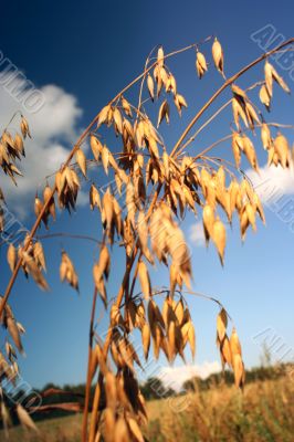 Oat Backgrounds