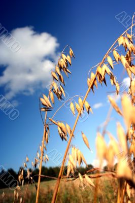 Oat Backgrounds