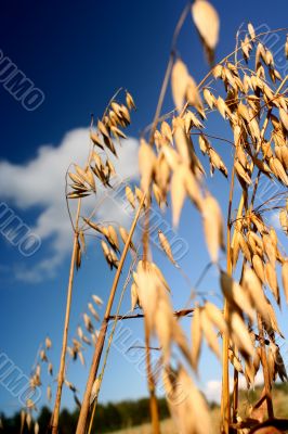 Oat Backgrounds