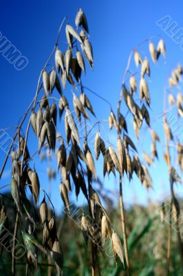 Oat Backgrounds