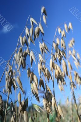 Oat Backgrounds