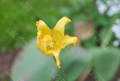 dewy lily
