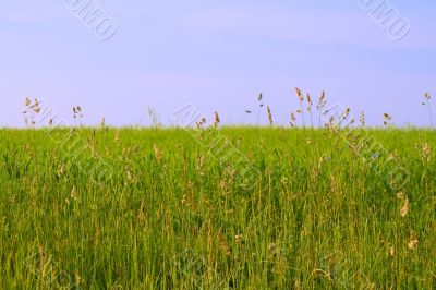 meadow
