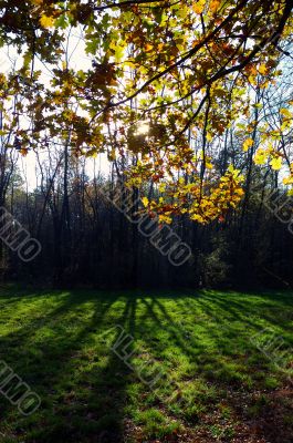 tree back-light