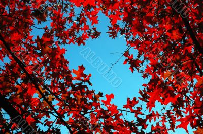 trees view upwards