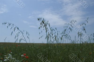 summer field in blossom, natural background
