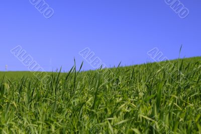 among rich green grass