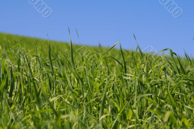 among rich green grass