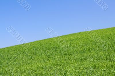 perfect meadow with clear sky