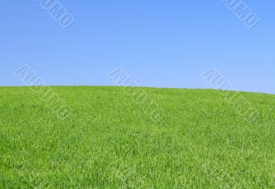 perfect meadow with clear sky