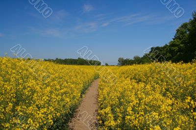 Canola field and clear sky