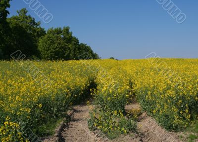Canola field