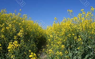 Canola field and clear sky