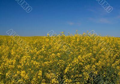 Canola field