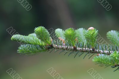 conifer branch closeup