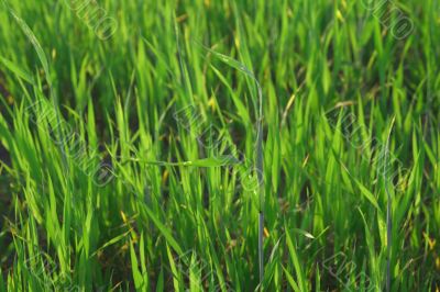 grass blades lit by summer sunlight
