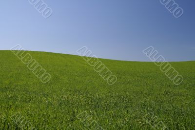 perfect meadow with clear sky