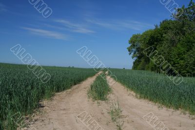 track in young wheat