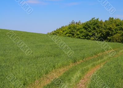 track in young wheat