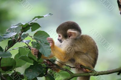 Cute little fellow Cute little fellow